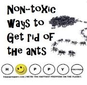 Non-toxic ways to get rid of ants