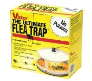 Flea trap to avoid plague infestion by fleas