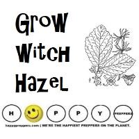 Grow Witch hazel