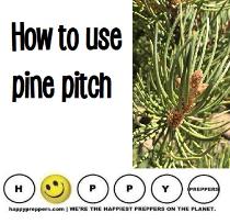How to use pine pitch for survival